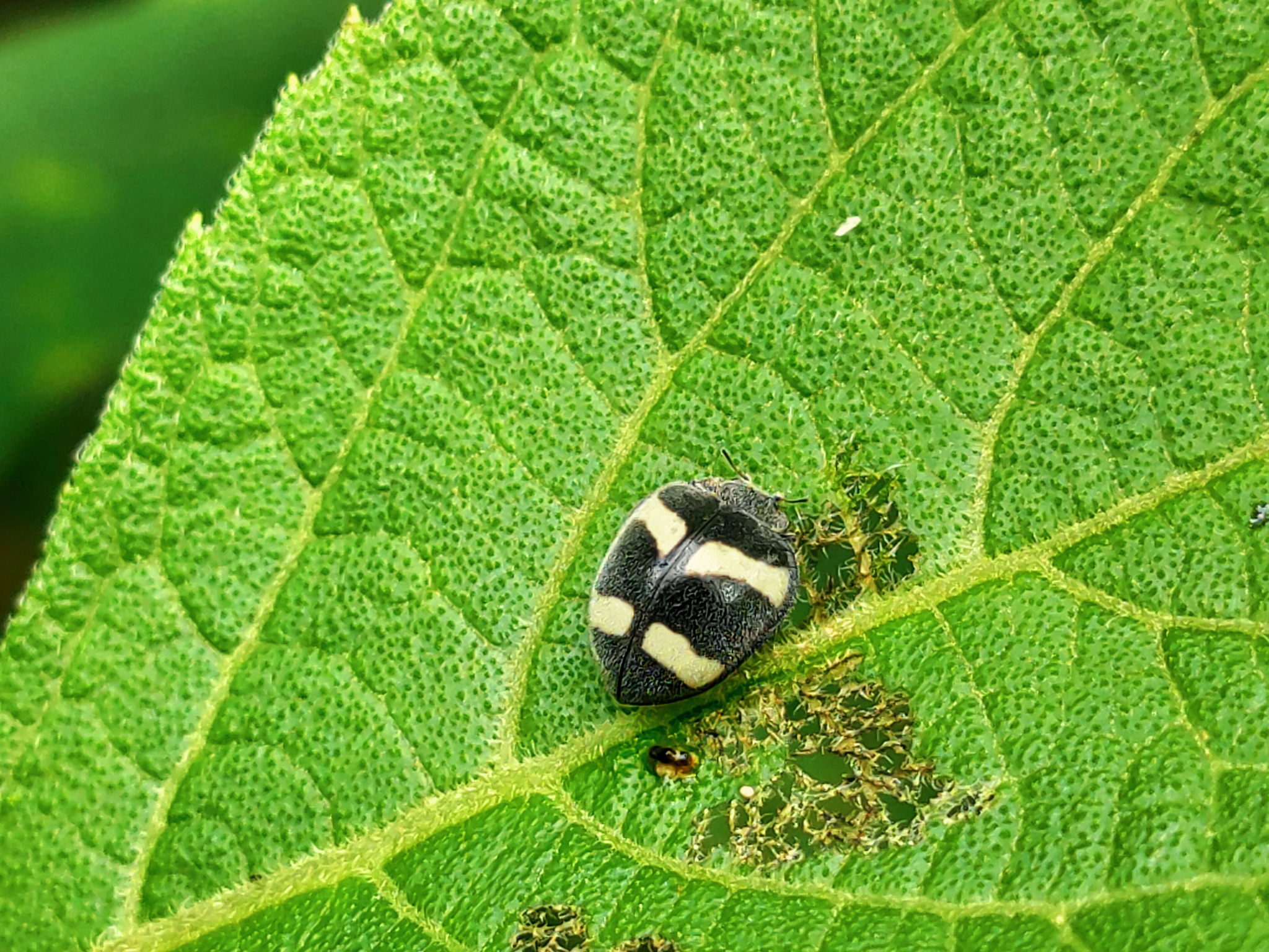 Coccinellidae image