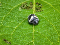 Epilachna convergens