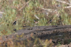 Erythrogonys cinctus