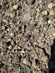 Nyctelia crassecostata