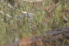 Erythrogonys cinctus