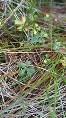 Hydrocotyle muscosa