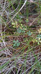 Hydrocotyle muscosa