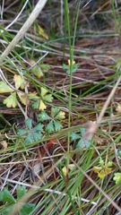 Hydrocotyle muscosa