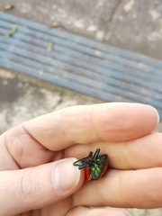 Poecilocoris donovani