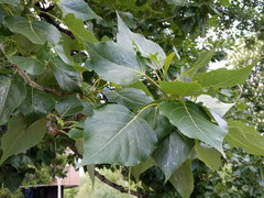 Populus
