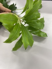 Pieris japonica japonica