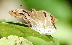 Odontoptilum angulata angulata