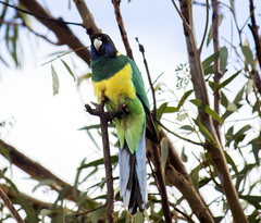 Barnardius zonarius zonarius