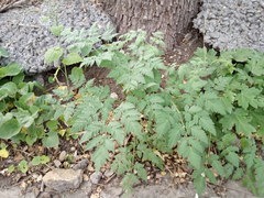 Chaerophyllum temulum