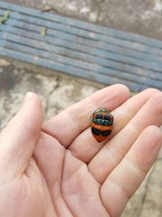 Poecilocoris donovani