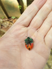 Poecilocoris donovani
