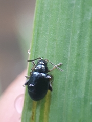 Aphthona nonstriata