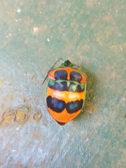 Poecilocoris donovani