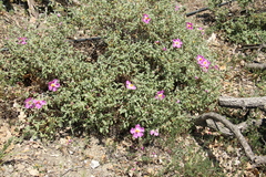 Cistus tauricus