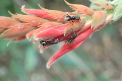 Dolichoderus bispinosus