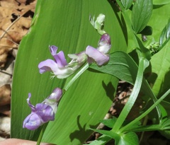 Lathyrus komarovii