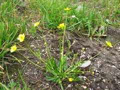 Ranunculus pulchellus