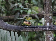 Euphonia saturata