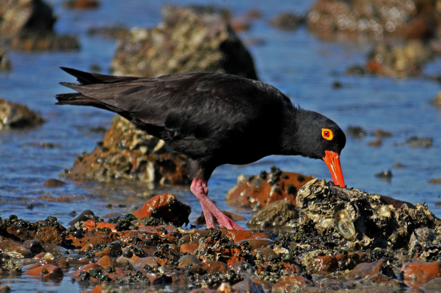 Sooty Oystercatcher