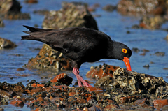 Sooty Oystercatcher photo 1