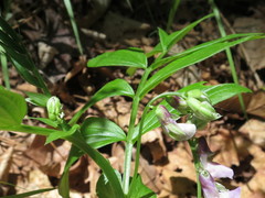 Lathyrus komarovii