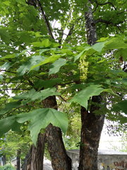 Acer pseudoplatanus