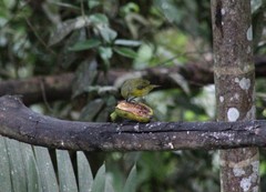 Euphonia saturata