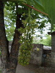 Acer pseudoplatanus