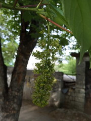 Acer pseudoplatanus