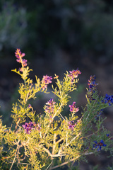 Psorothamnus fremontii