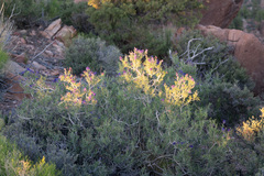 Psorothamnus fremontii