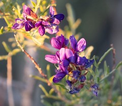 Psorothamnus fremontii