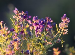 Psorothamnus fremontii