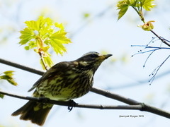 Turdus iliacus