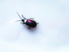 Asphaera albomarginata