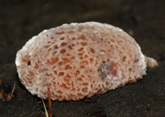 Postia pelliculosa