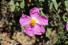 Cistus tauricus