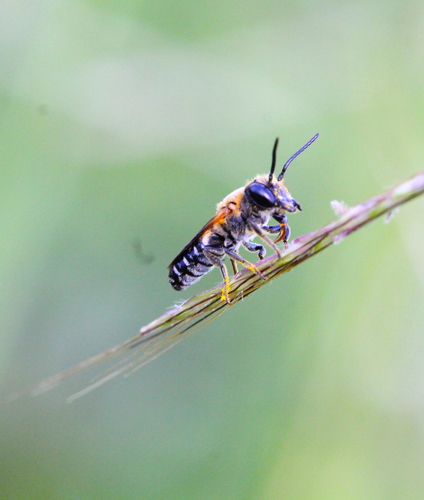 Shadow-winged Resin Bee