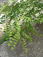 Robinia pseudoacacia