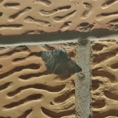 Hypobapta diffundens