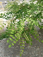 Robinia pseudoacacia