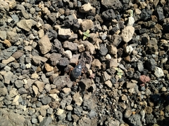 Nyctelia crassecostata