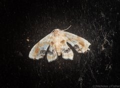 Holocryptis phasianura