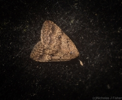 Tolpia conscitulana