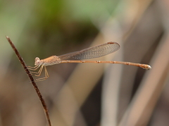 Indolestes insularis