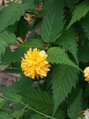 Kerria japonica