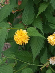 Kerria japonica
