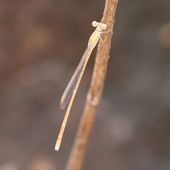 Indolestes insularis