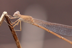 Indolestes insularis